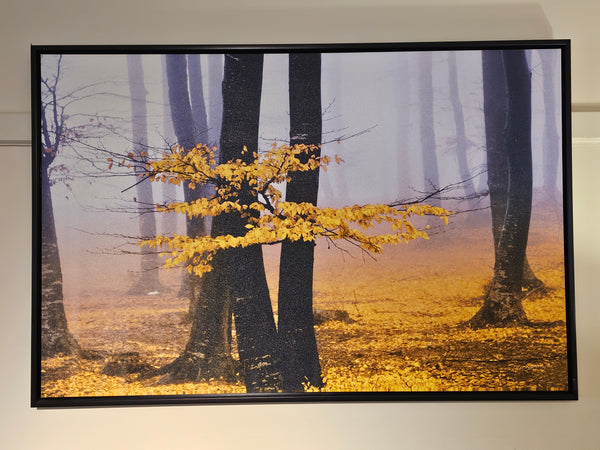 "Dream Forest V" by Liz Langdon